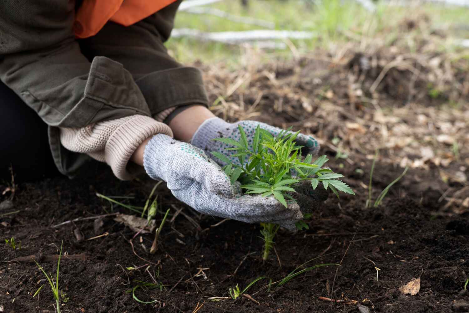 The Steps Involved in Our Tree Care Process in Ouray, CO